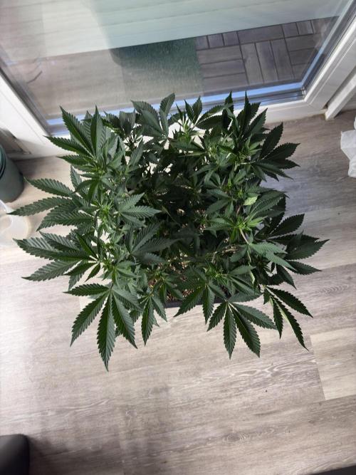Pineapple Chunk. Week 10