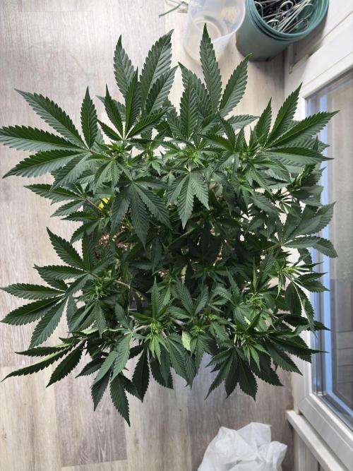 Pineapple Chunk. Week 10
