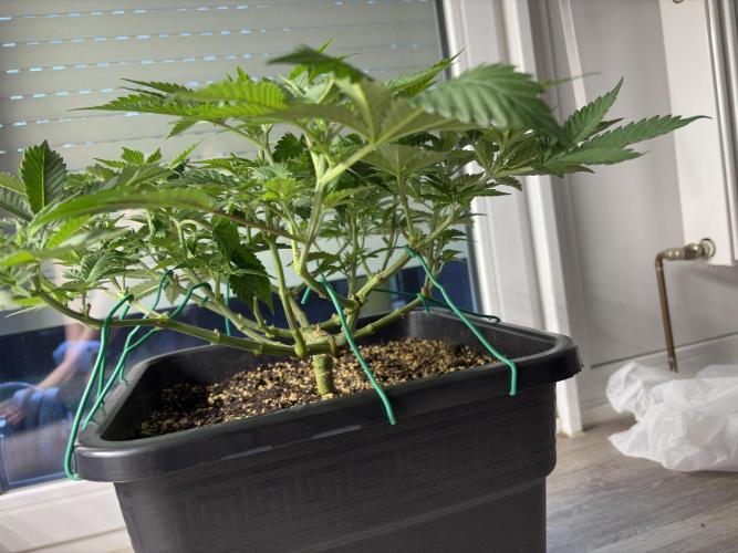 Pineapple Chunk. Week 10