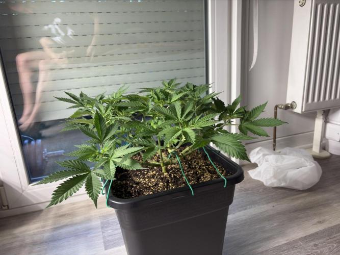 Pineapple Chunk. Week 10