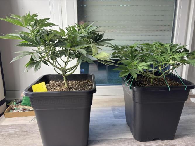 Pineapple Chunk. Week 10
