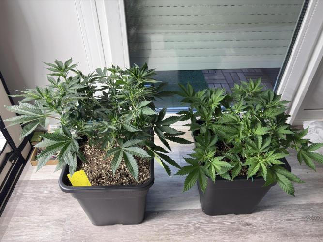 Pineapple Chunk. Week 10