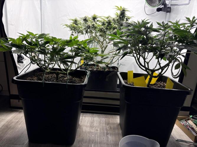 Pineapple Chunk. Week 10