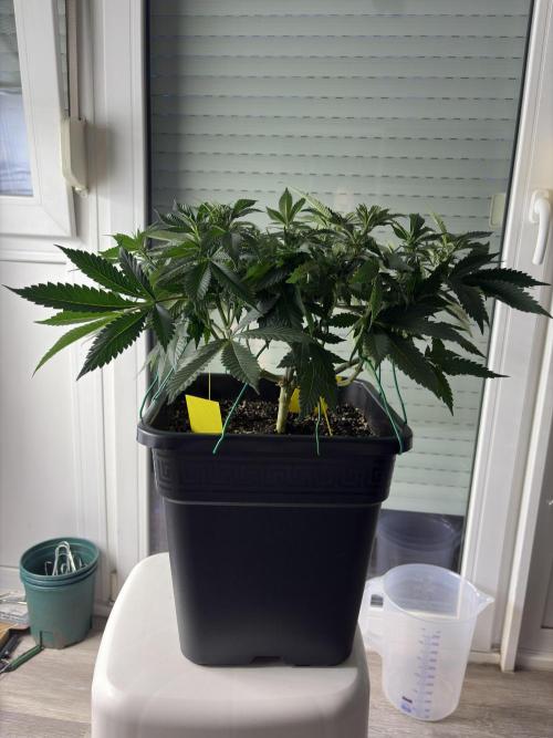 Pineapple Chunk. Week 10