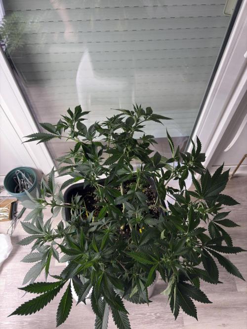 Pineapple Chunk. Week 10