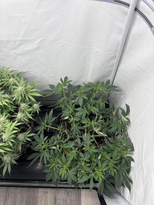 Pineapple Chunk. Week 10