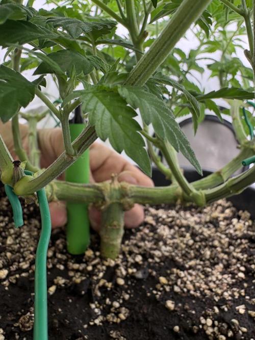 Pineapple Chunk. Week 11 - Pflanze 1