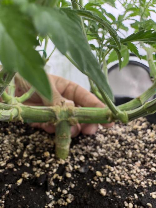 Pineapple Chunk. Week 11 - Pflanze 1
