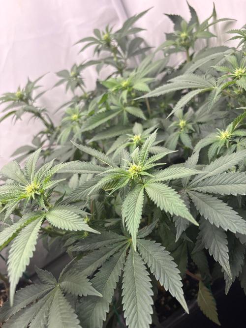 Pineapple Chunk. Week 11 - Pflanze 2 