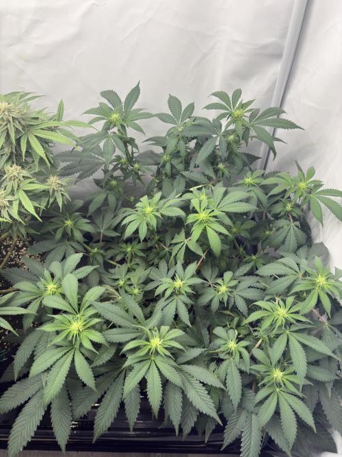 Pineapple Chunk. Week 11 - Pflanze 2 