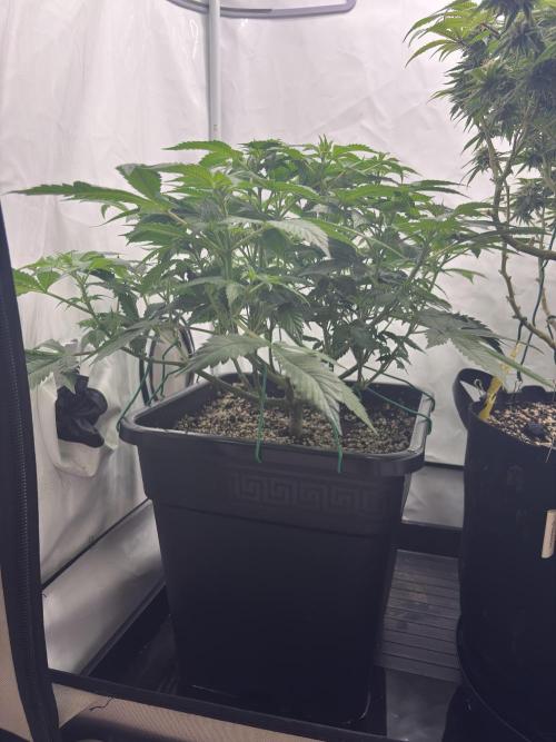 Pineapple Chunk. Week 11 - Pflanze 1