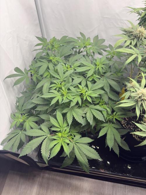 Pineapple Chunk. Week 11 - Pflanze 1