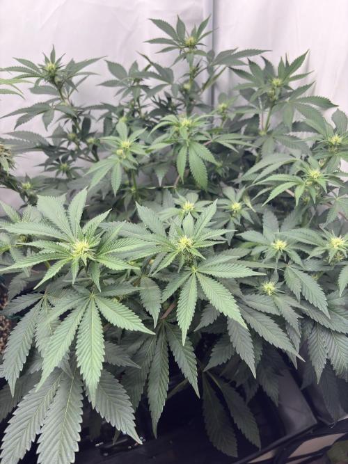 Pineapple Chunk. Week 11 - Pflanze 2 