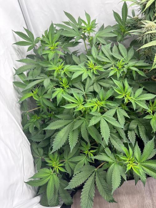 Pineapple Chunk. Week 11