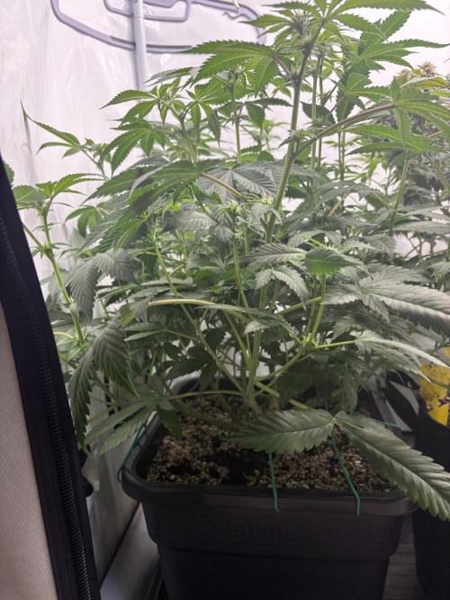 Pineapple Chunk. Week 12 - Pflanze 2