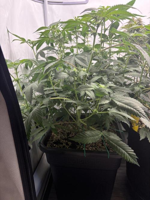 Pineapple Chunk. Week 12 - Pflanze 2