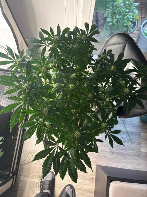 Pineapple Chunk. Week 12 - Pflanze 1