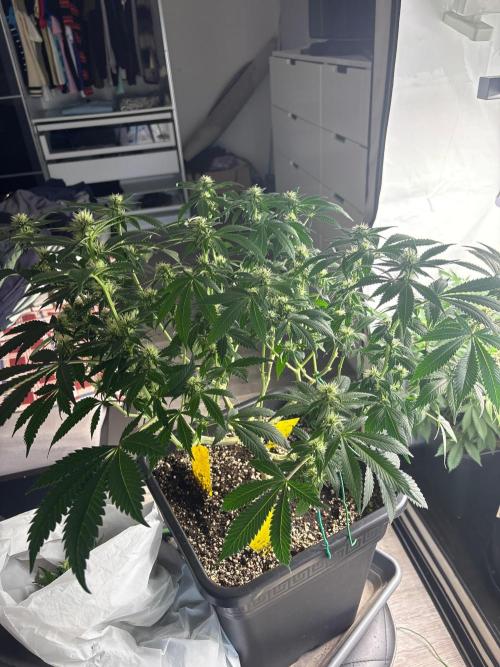 Pineapple Chunk. Week 12 - Pflanze 1