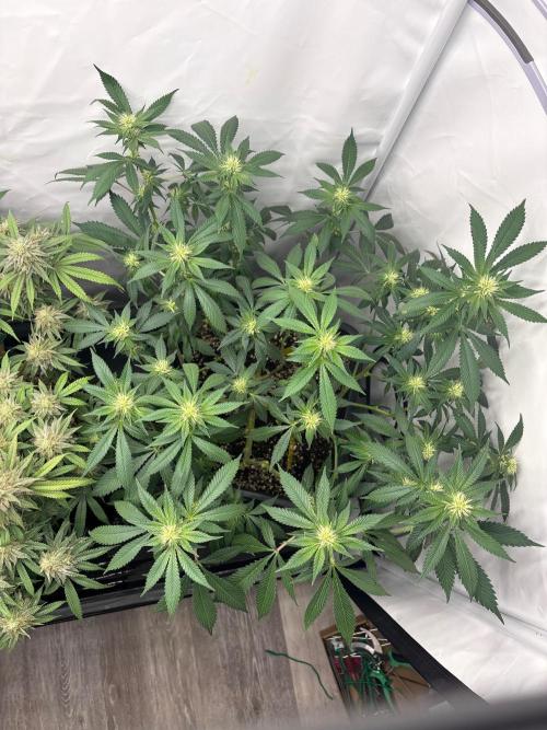 Pineapple Chunk. Week 12 - Pflanze 1