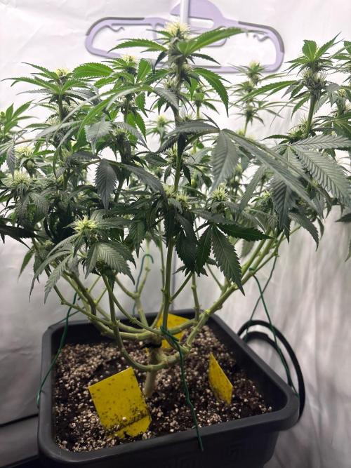 Pineapple Chunk. Week 12 - Pflanze 1