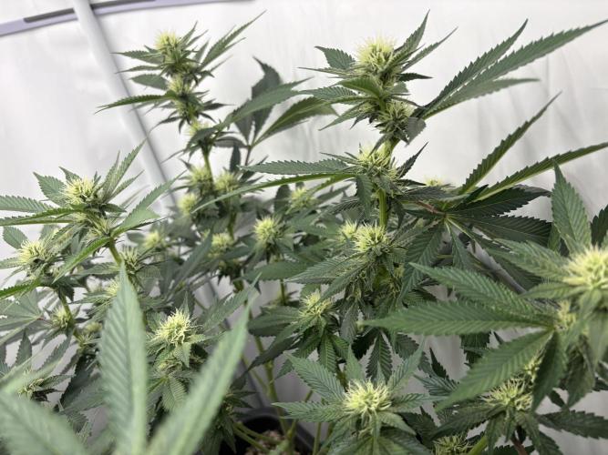 Pineapple Chunk. Week 12 - Pflanze 1