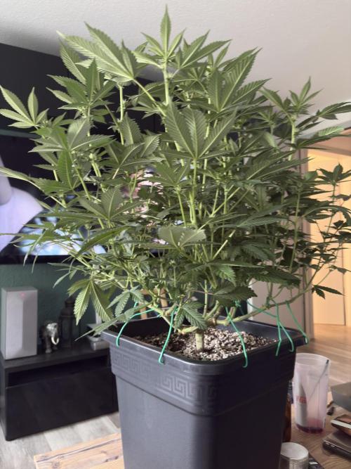 Pineapple Chunk. Week 12 - Pflanze 2