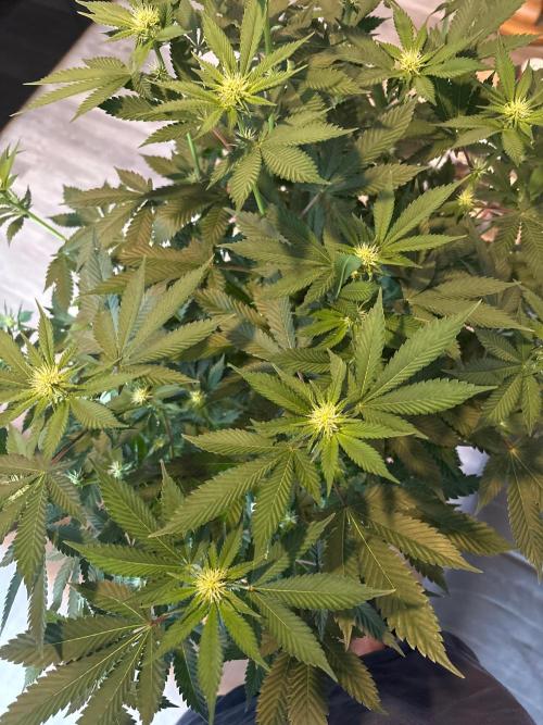 Pineapple Chunk. Week 12 - Pflanze 2