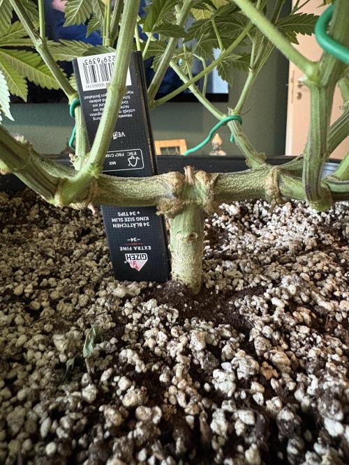 Pineapple Chunk. Week 12 - Pflanze 2
