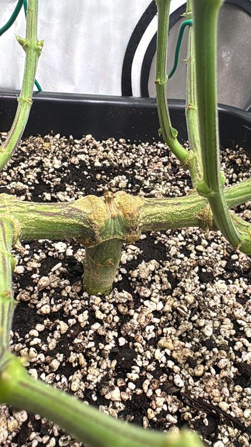 Pineapple Chunk. Week 12 - Pflanze 2
