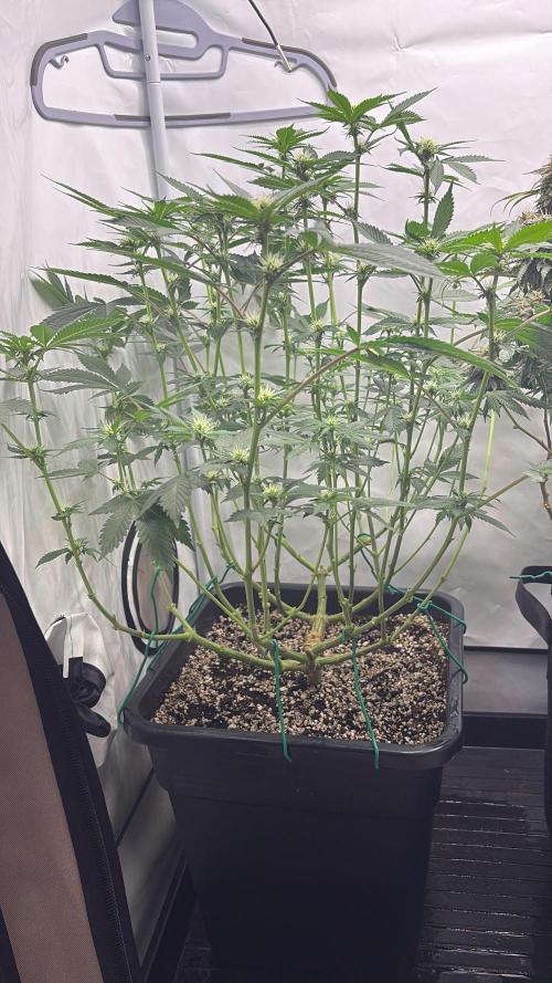 Pineapple Chunk. Week 12 - Pflanze 2