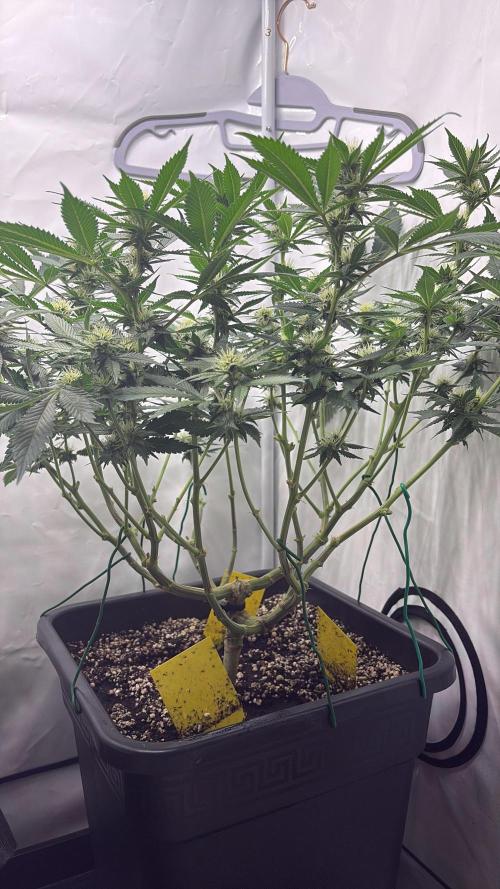 Pineapple Chunk. Week 12