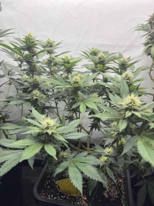 Pineapple Chunk Mainlining + manifolding. Week 13