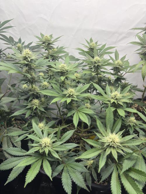 Pineapple Chunk Mainlining + manifolding. Week 13