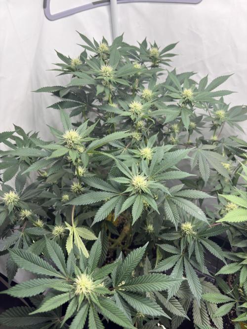 Pineapple Chunk Mainlining + manifolding. Week 13