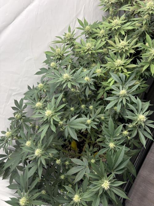 Pineapple Chunk Mainlining + manifolding. Week 13