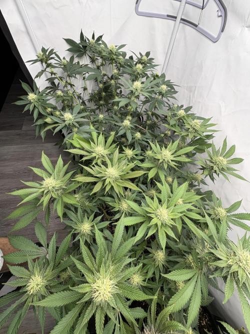 Pineapple Chunk Mainlining + manifolding. Week 13