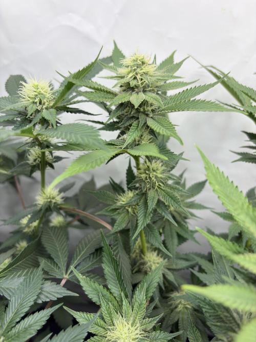 Pineapple Chunk Mainlining + manifolding. Week 13