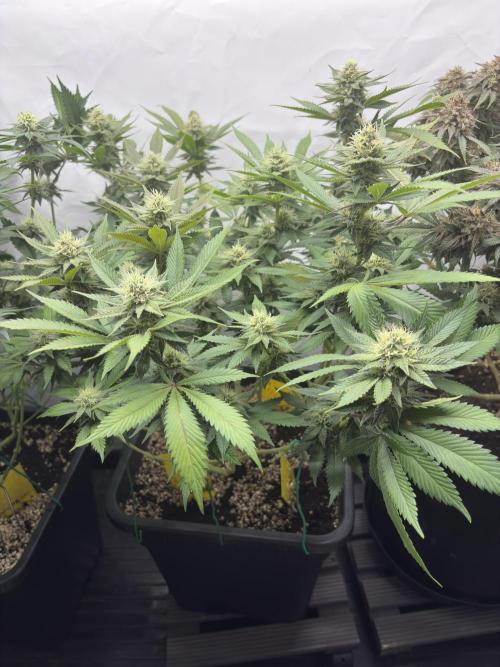 Pineapple Chunk Mainlining + manifolding. Week 13