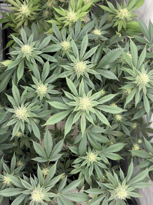 Pineapple Chunk Mainlining + manifolding. Week 13