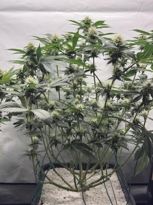 Pineapple Chunk Mainlining + manifolding. Week 13 - Pflanze 2