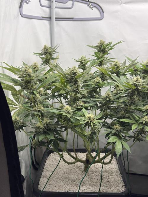 Pineapple Chunk Mainlining + manifolding. Week 13