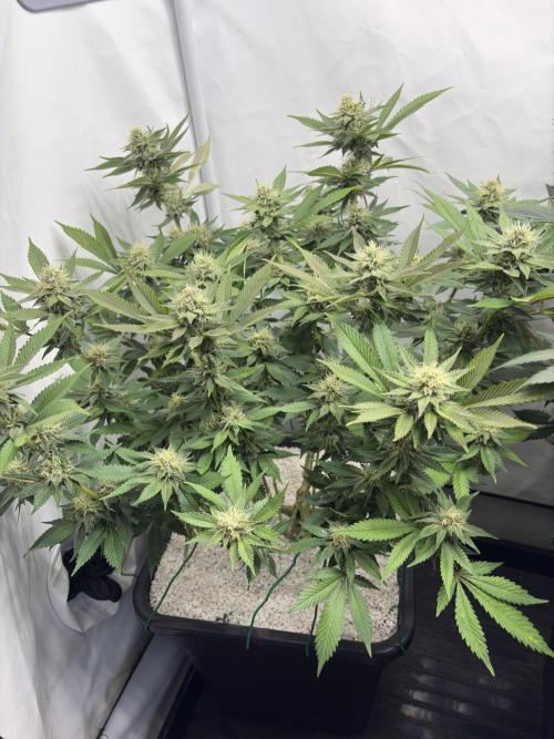 Pineapple Chunk Mainlining + manifolding. Week 13 - Pflanze 1 