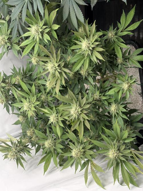 Pineapple Chunk Mainlining + manifolding. Week 13 - Pflanze 1 