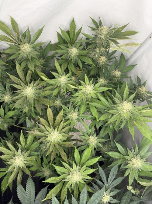 Pineapple Chunk. Week 13