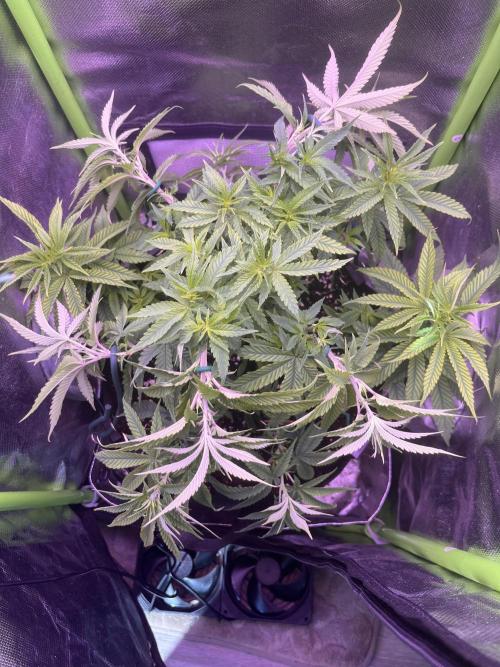 Runtz von Barneys Farm. Week 5