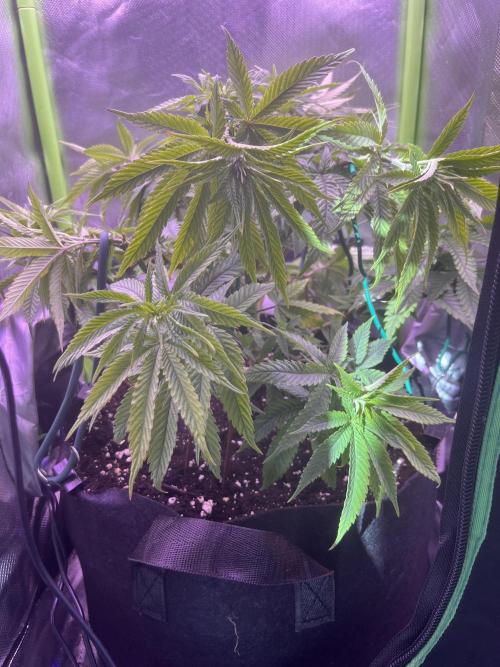 Runtz von Barneys Farm. Week 5