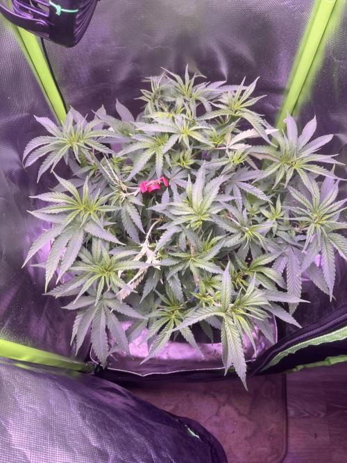 Runtz von Barneys Farm. Week 5