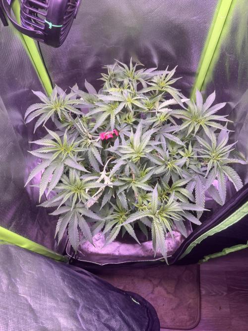 Runtz von Barneys Farm. Week 5