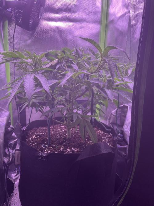 Runtz von Barneys Farm. Week 5