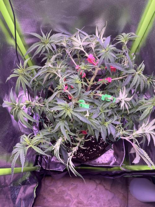 Runtz von Barneys Farm. Week 5